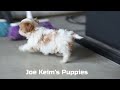Joe Keim's Cavalier King Charles Puppy Heidi