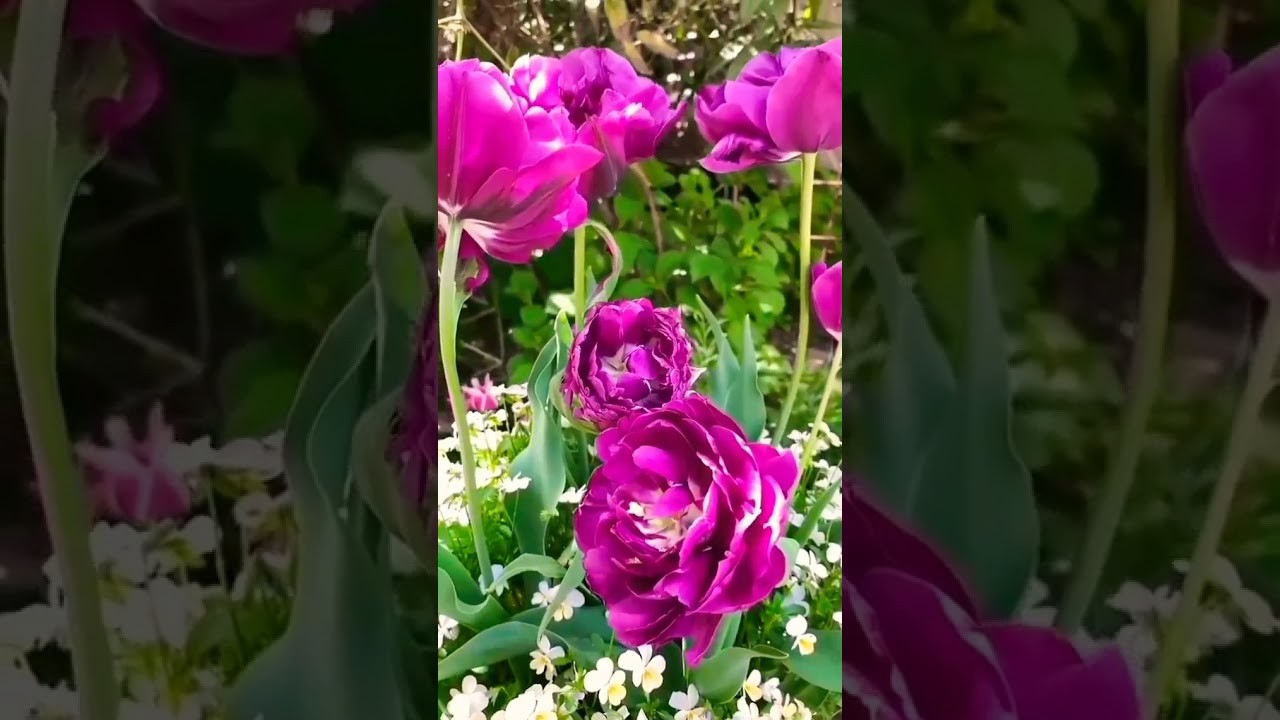 Tulipa gesneiana flowers🌷🌷🌷 #tulip #flowers #spring #gardening #naturalflowers #miniflower