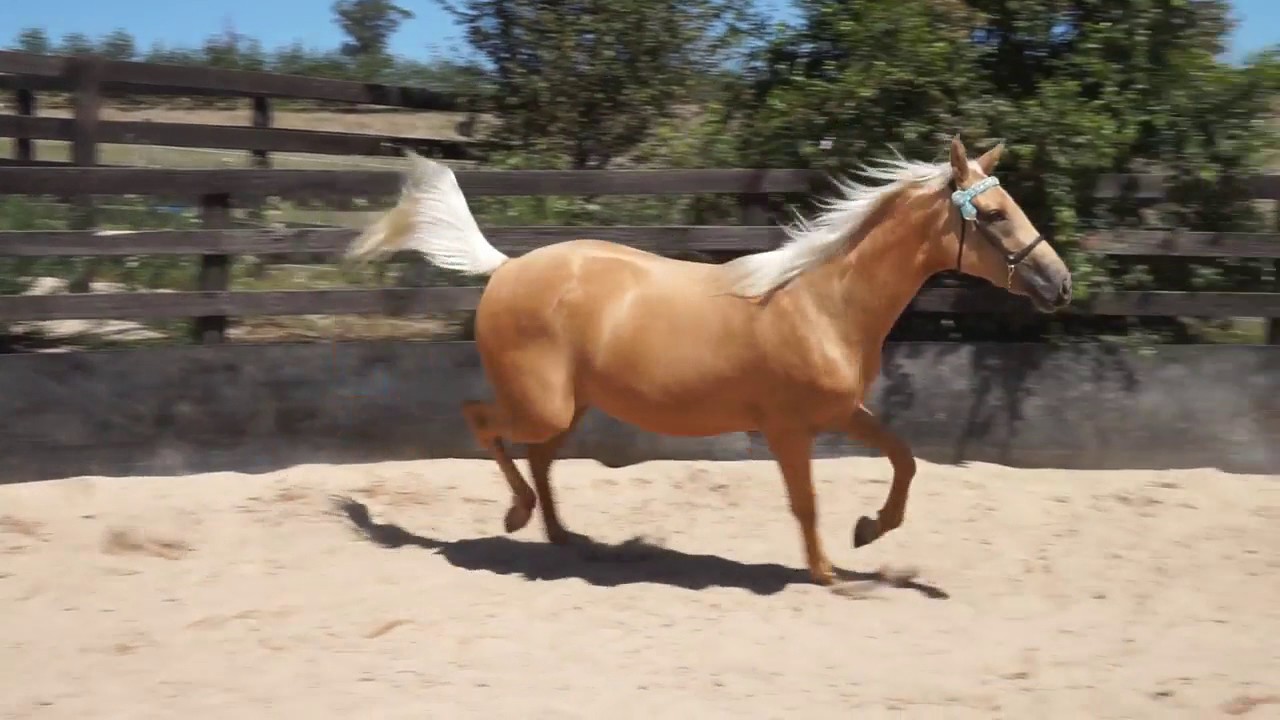 For SALE 2yo TB dark palomino filly, mature 16.1 hh YouTube