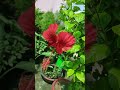 #ytshorts #beautiful #gurhal plant 🌵 flowering tips #gardenplants #gardening