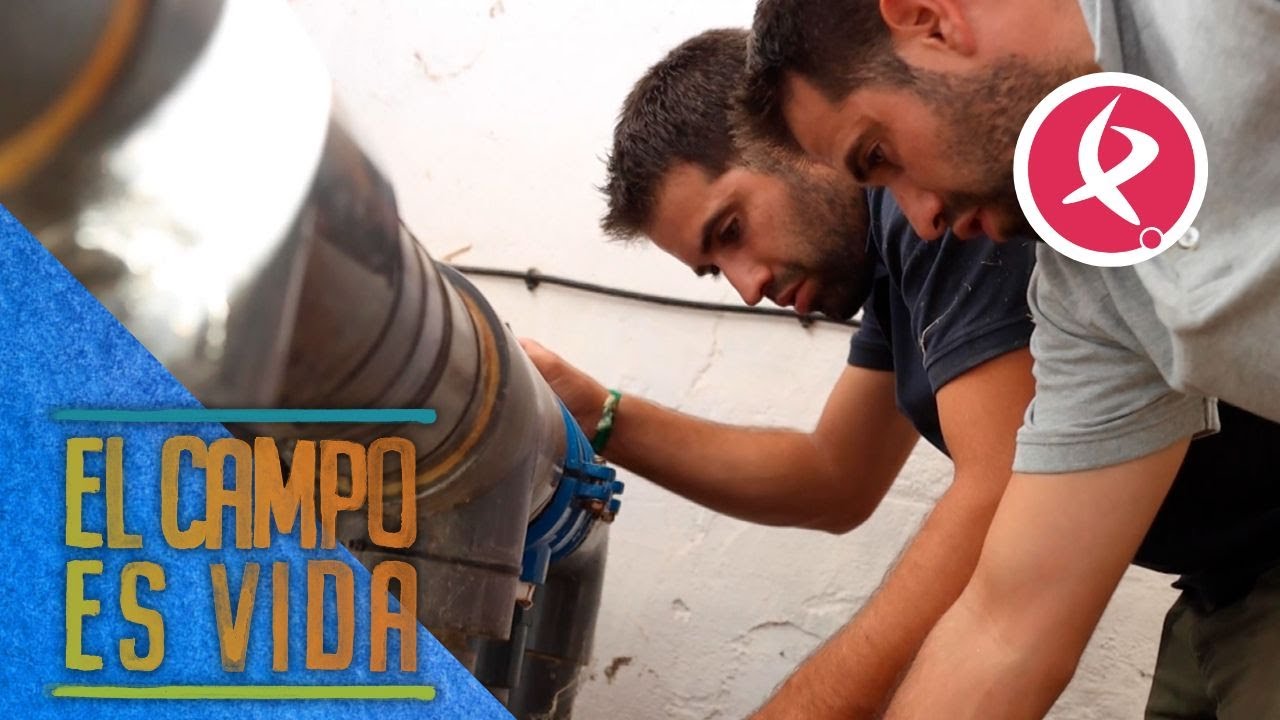 Último empujón antes de la campaña en el olivar de los Mellis | El campo es vida