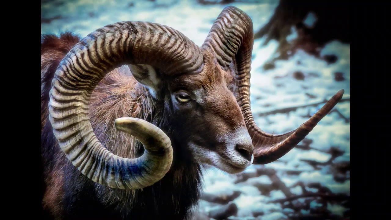 camera iphone 8 plus apk Mouflon Facts Interesting Facts about Mouflon Facts about Mouflon