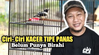 Ciri-Ciri Kacer Tipe Panas Yang Belum Punya Birahi