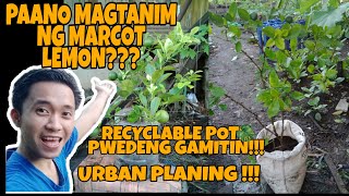 PAANO MAG TANIM NG MARCOT NA LEMON SA RECYCLABLE POT!!!|GREEN HANDS