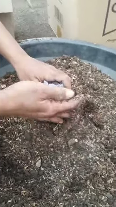 CARA MUDAH MENANAM  KAKTUS SUKULEN