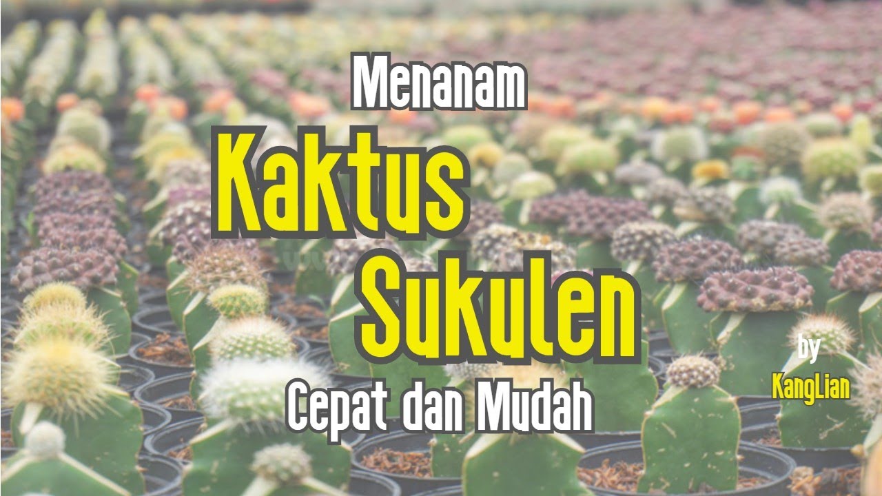 CARA MUDAH MENANAM KAKTUS SUKULEN 