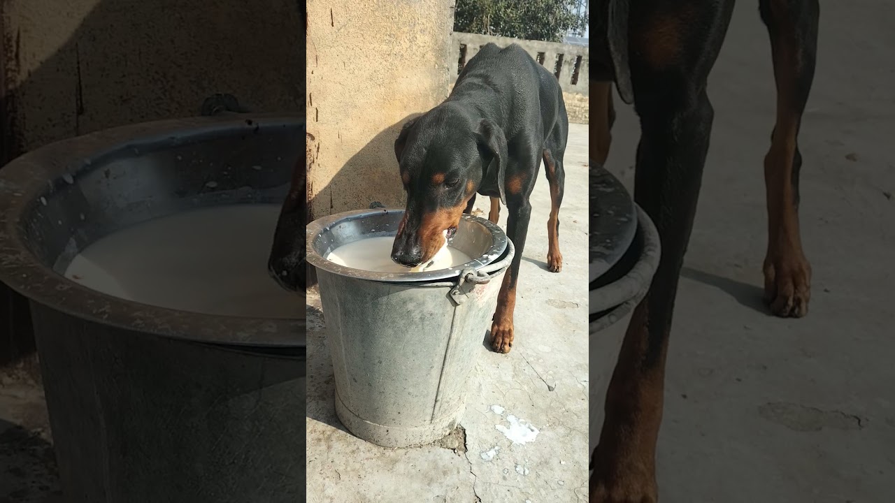 fighter doberman dog by desi dog dairy #germanshepheard #pitbull #funnydog #gsds #dobie #puppy