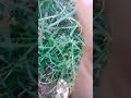 يلا بينا نجمع حاجات من الجنينه بتاعتي تعالوا نشوف جمعنا ايه
