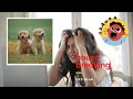 How to house break a puppy