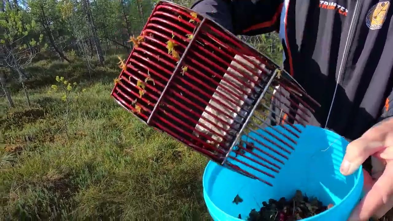 Karpalon poiminta Cranberry picking