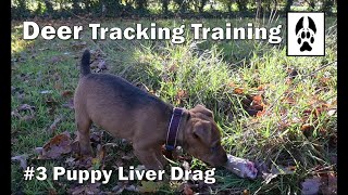#3 Basic Puppy Liver Drag