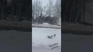 Newfoundland,  Adopt a Bird This Winter