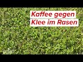 Kaffeesatz gegen Klee im Rasen?! Das solltest du beim Einsatz von Kaffee gegen Klee beachten!