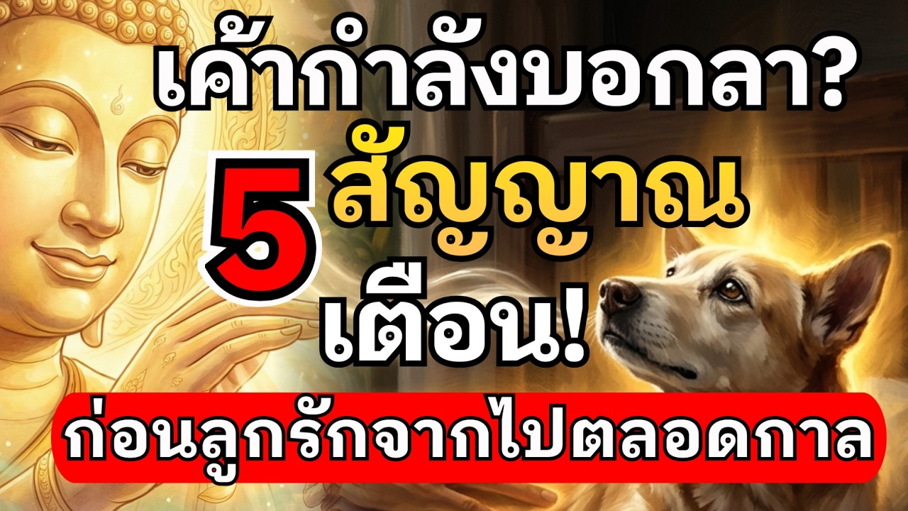 หมา-แมว เค้ากำลังบอกลา? (5 สัญญาณเตือน!) สังเกตอาการสัตว์เลี้ยงแสนรัก และการเยียวยาจิตใจผู้สูญเสีย