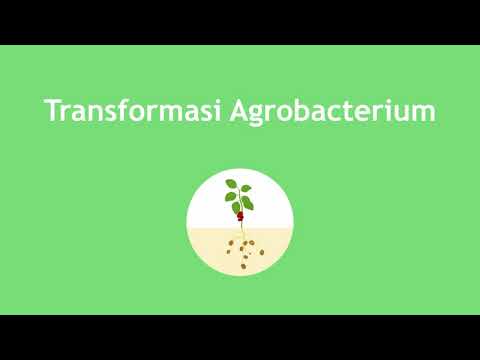 Video: Transformasi Transien Mediegated Agrobacterium Dari Daun Sorgum Untuk Mempercepat Studi Fungsional Genomik Dan Genom