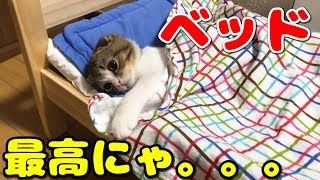 ベッド気持ちよすぎｗｗｗｗな子猫【スコティッシュフォールド】【Scottish Fold】