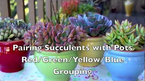 Pairing Succulents with Pots: Red/Green/Yellow/Blue Grouping - DayDayNews