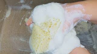 АСМР мыление размокшего мыла Delicare🔥 звук! ♥️💛🧡крем-пена и губка _ asmr Delicare soap shaving