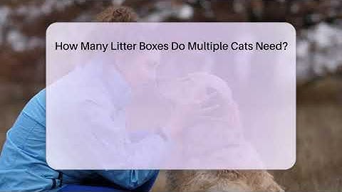 How Many Litter Boxes Do Multiple Cats Need? - Ask A Pet Vet