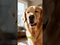 Dein Hund MANIPULIERT dein Gehirn! 🧠🐾#shorts #hundewissen #dogfacts #viral