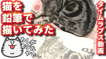 かわいいイラストの描き方 猫を描く アメリカンショートヘア Mp3