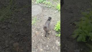 Кто там в гости пришёл?