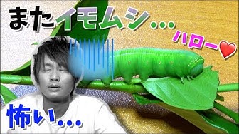 オオスカシバ Youtube