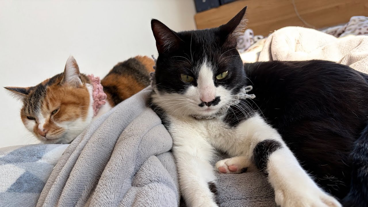 ご飯作りながら愚痴る！|インフルになって身も心もボロボロな日々🥲