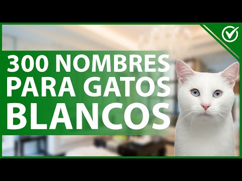Video: Más de 120 nombres para gatos de esmoquin en blanco y negro