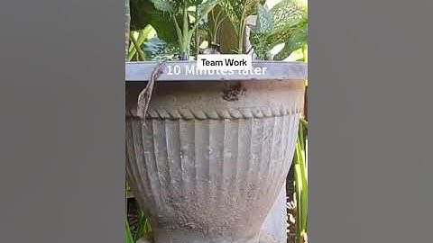 TEAM work Demonstrated by Ants Carrying a Big Lizard up a raised Surface