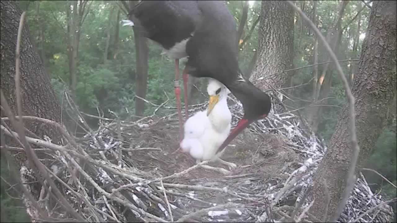 Black Stork Nest, Gemenc, Hungary, 3.06.2015, 5:30. Junior, Tóbiás