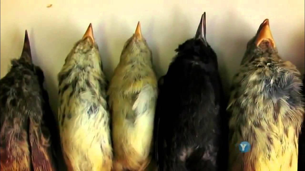 What Darwin Never Knew Pbs Nova Special What Darwin Never Knew | NOVA - PBS Documentary - YouTube