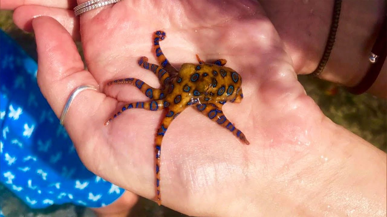 How does a blue-ringed octopus flash its rings? - CNET