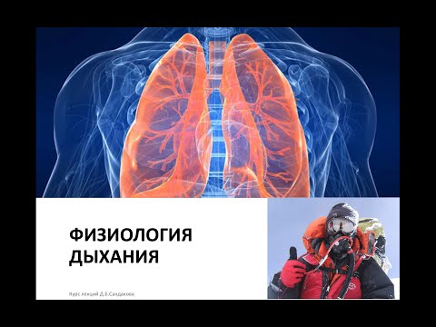 Лекция 15.  Физиология дыхания