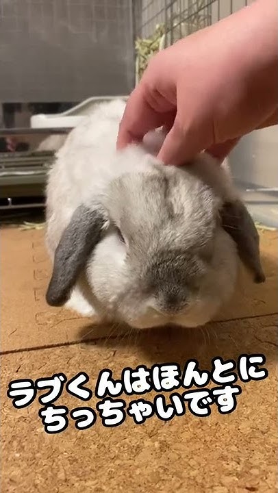Mr Luvうさぎのラブ君