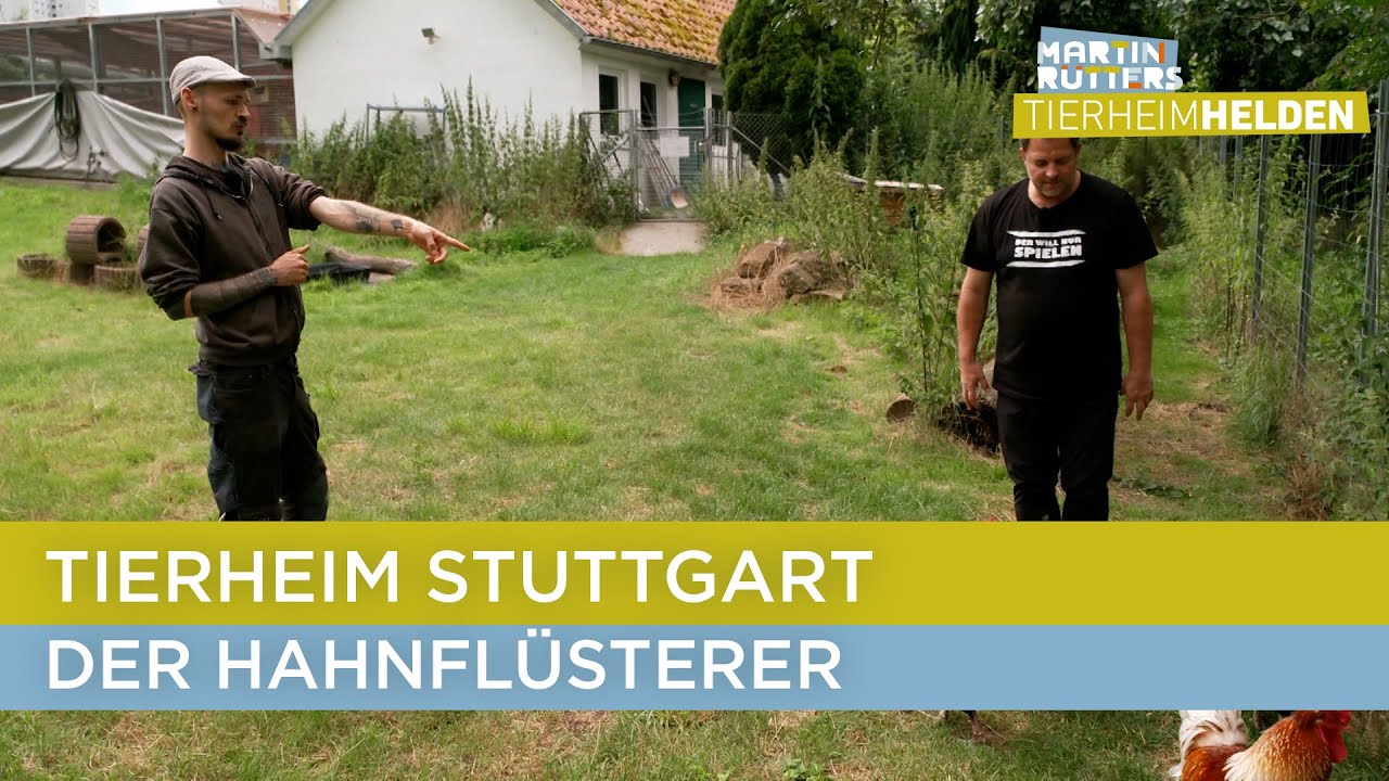 Martin im Kampf mit den Hahnen 🐓 | Martin Rütters Tierheimhelden