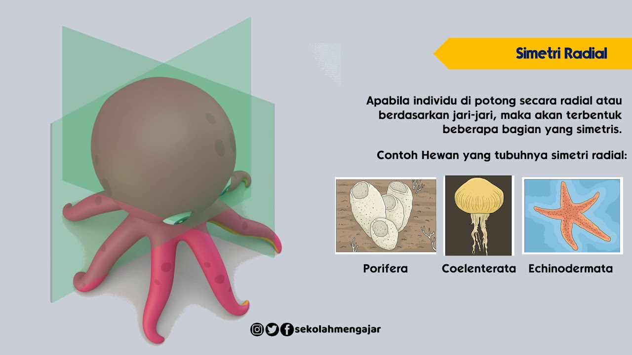 Bagaimana klasifikasi hewan berdasarkan ada tidaknya tulang belakang