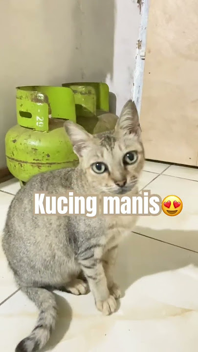 SUBSCRIBE for more video #cat #kucingindo #kucingcantik