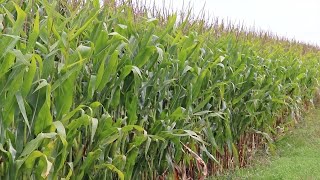 AgweekTV: Corn & Soybean Tour - Southeast MN & East ND
