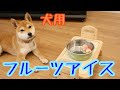 暑いので犬用 フルーツアイス を作ってみた【豆柴ポン太くん】柴犬のおやつ shibainu