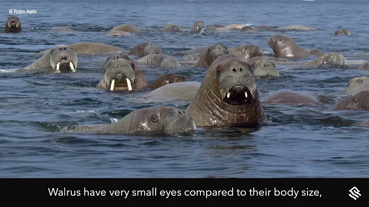 Magnificent Walrus of the Arctic, a Lecture by Rob...