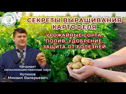 Картофельный секрет: все о выращивании, удобрении, поливе, урожайных сортах и защите от болезней