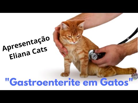 Gastroenterite em Gatos - Publicação Agosto 2020