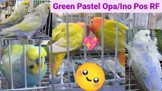 Vlog345 Green Pastel Opa Split Ino Possible Red Factor😱🦜😱Rainbow Hagoromo😱🦜😱Vio Dilute Hagoromo by D4NUC  4VI4RY 1,391 views 1 month ago 23 minutes