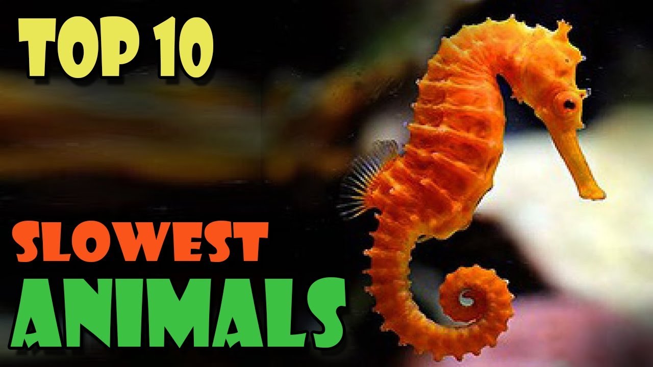 Top 10 Slowest Animals In The World Amazing World YouTube top-10-slowest-animals-in-the-world-amazing-world-youtube