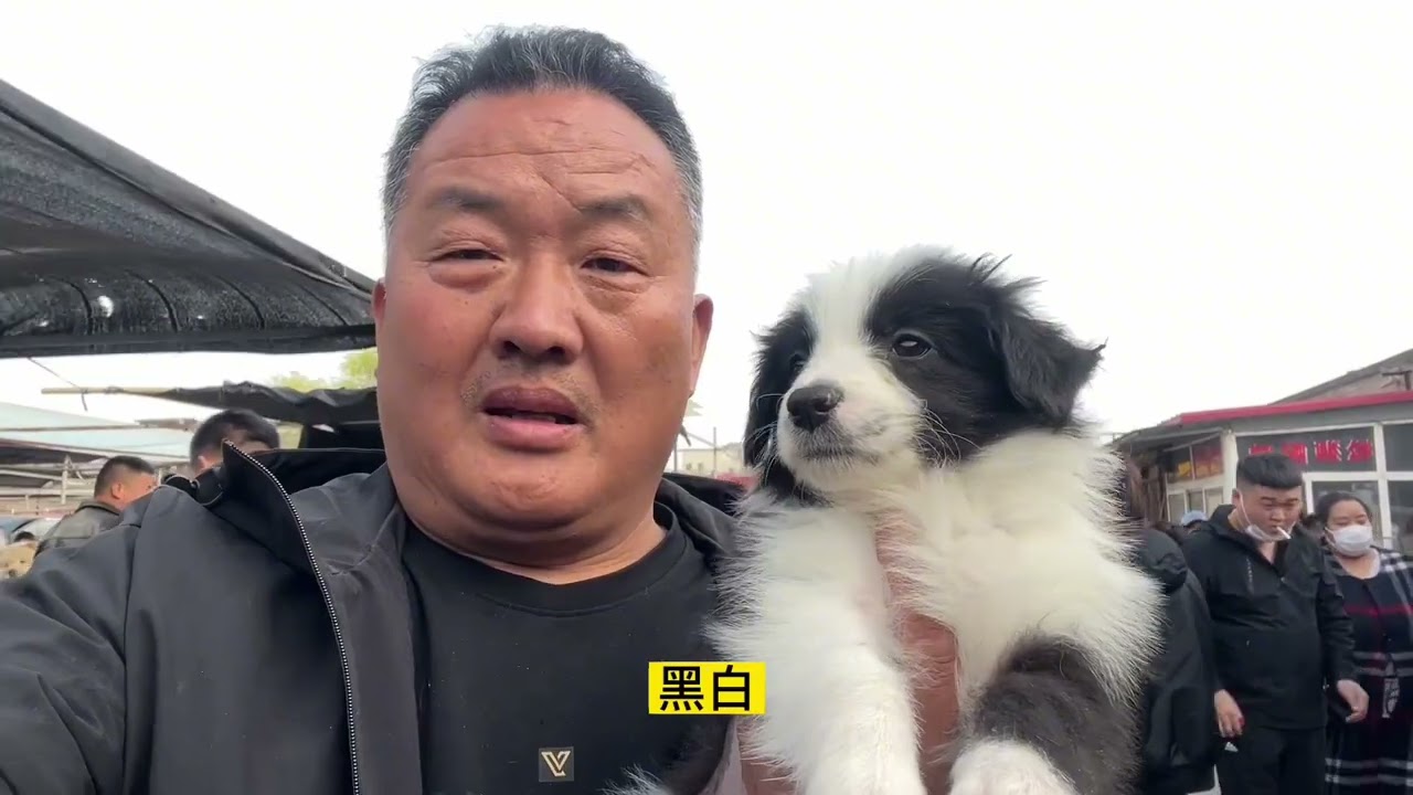 这赛级金毛“百年不遇”，颜值万里挑一，亮哥毫不犹豫直接淘下