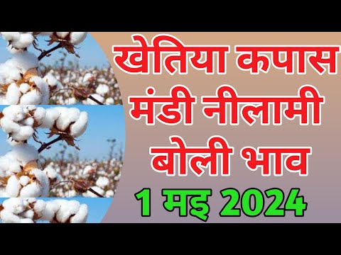 आज 1 में 2024 खेतिया कपास मंडी नीलामी बोली भाव