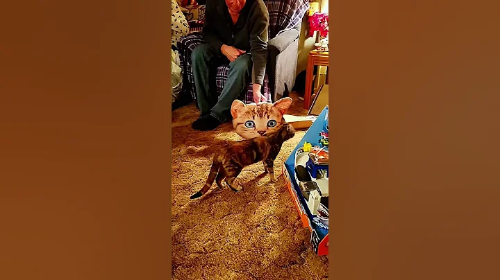 Watch the video about Funniest Animal Video Compilation of 2025 #3 | Try Not to Laugh