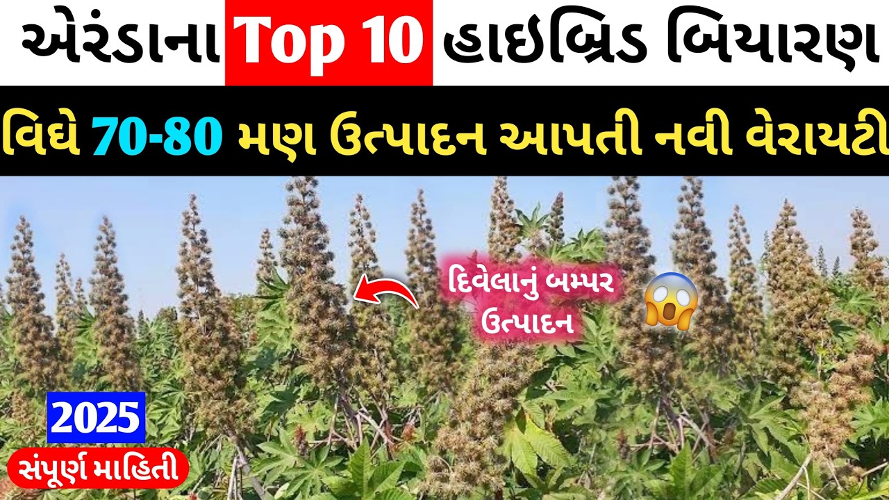 એરંડાના ટોપ 10 ઉત્તમ બિયારણ |વીઘે 70-80 મણ ઉત્પાદન લેવું હોય તો આ વેરાઈટી જરૂર થી વાવજો #એરંડાનીખેતી
