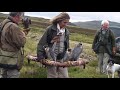 Grouse hawking in Scotland - Patrick Morel